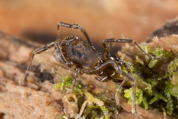 Media type: image; Invertebrate Zoology 138093